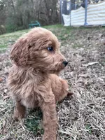 Lacey, a female Goldendoodle for sale in Campobello, SC – Photo 2 of 5