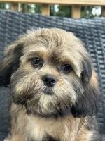 Truffle, a male Cavalier King Charles Spaniel and Shih Tzu for sale in Campobello, SC – 2 of 6