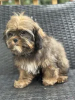 Tippy, a male Cavalier King Charles Spaniel and Shih Tzu for sale in Campobello, SC – 5 of 5