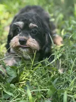 Chewy, a male Cavalier King Charles Spaniel and Poodle - Miniature  for sale in Campobello, SC – 4 of 4