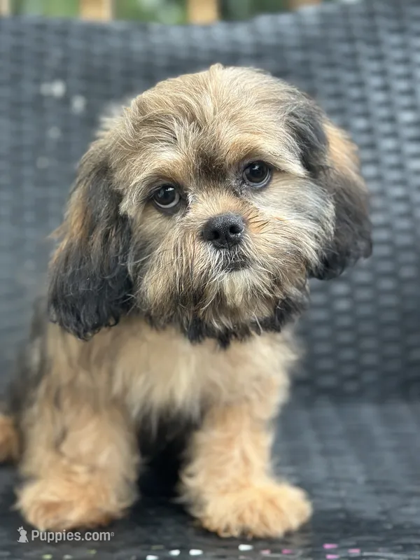 Truffle – Cavalier King Charles Spaniel, Shih Tzu puppy for sale in Campobello, SC