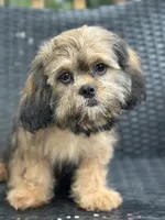 Truffle, a male Cavalier King Charles Spaniel and Shih Tzu for sale in Campobello, SC – 1 of 6