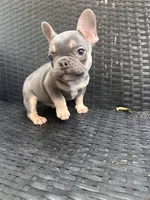 Blaze, a male French Bulldog for sale in Campobello, SC – 4 of 5