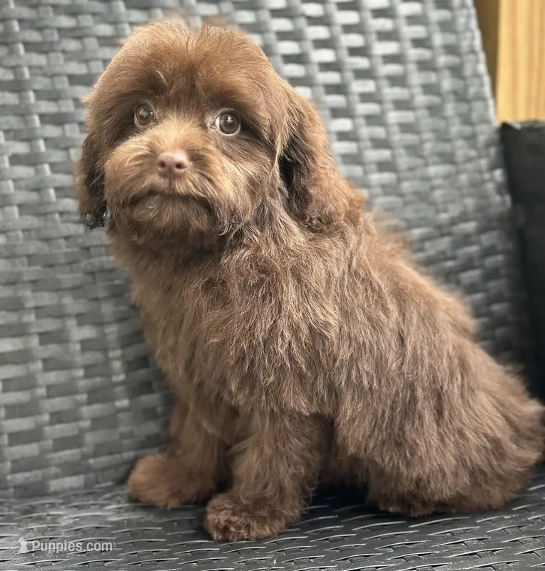 Waffles – Cavalier King Charles Spaniel, Poodle - Miniature  puppy for sale in Campobello, SC