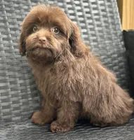 Waffles, a male Cavalier King Charles Spaniel and Poodle - Miniature  for sale in Campobello, SC – 1 of 1