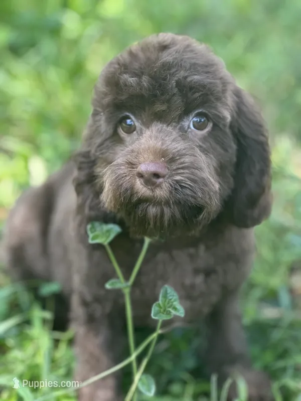 Phil – Cavalier King Charles Spaniel, Poodle - Toy  puppy for sale in Campobello, SC