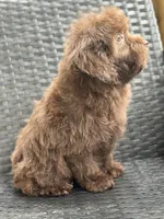 Shawn, a male Cavalier King Charles Spaniel and Poodle - Toy  for sale in Campobello, SC – 5 of 5