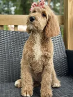 Sallie, a female Goldendoodle for sale in Campobello, SC – 6 of 7
