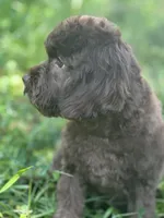 Chip, a male Cavalier King Charles Spaniel and Poodle - Miniature  for sale in Campobello, SC – 3 of 7