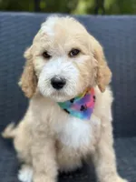 Charlie, a male Goldendoodle for sale in Campobello, SC – 6 of 7