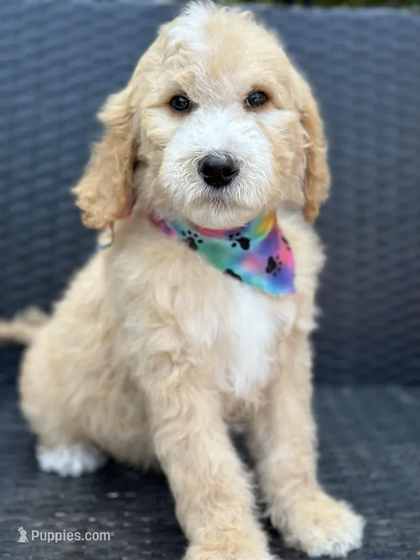 Charlie – Goldendoodle puppy for sale in Campobello, SC