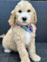 Charlie, a male Goldendoodle for sale in Campobello, SC – 1 of 7