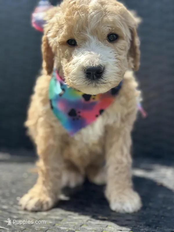 Charlei – Goldendoodle puppy for sale in Campobello, SC