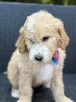 Charlie, a male Goldendoodle for sale in Campobello, SC – 5 of 7