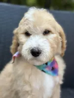 Charlie, a male Goldendoodle for sale in Campobello, SC – 2 of 7