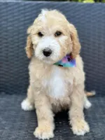 Charlie, a male Goldendoodle for sale in Campobello, SC – 7 of 7