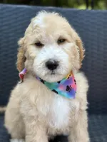 Charlie, a male Goldendoodle for sale in Campobello, SC – 3 of 7