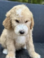 Charlie, a male Goldendoodle for sale in Campobello, SC – 4 of 7