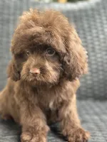 Phil, a male Cavalier King Charles Spaniel and Poodle - Toy  for sale in Campobello, SC – 4 of 4