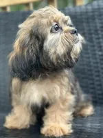 Truffle, a male Cavalier King Charles Spaniel and Shih Tzu for sale in Campobello, SC – 3 of 6