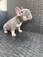 Blaze, a male French Bulldog for sale in Campobello, SC – 5 of 5