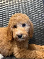 Pixie, a female Goldendoodle for sale in Campobello, SC – 3 of 4
