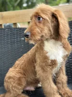 Rex, a male Goldendoodle for sale in Campobello, SC – 2 of 7
