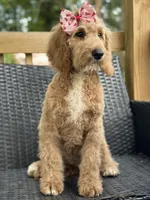 Sallie, a female Goldendoodle for sale in Campobello, SC – 7 of 7