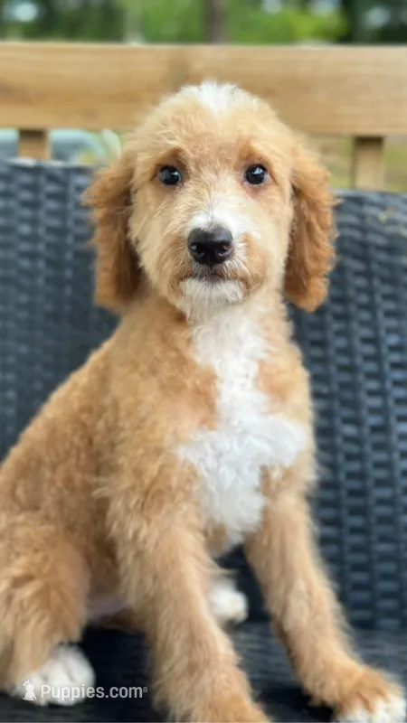 Dancer – Bernedoodle puppy for sale in Campobello, SC