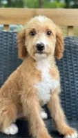 Dancer, a female Bernedoodle for sale in Campobello, SC – 1 of 5
