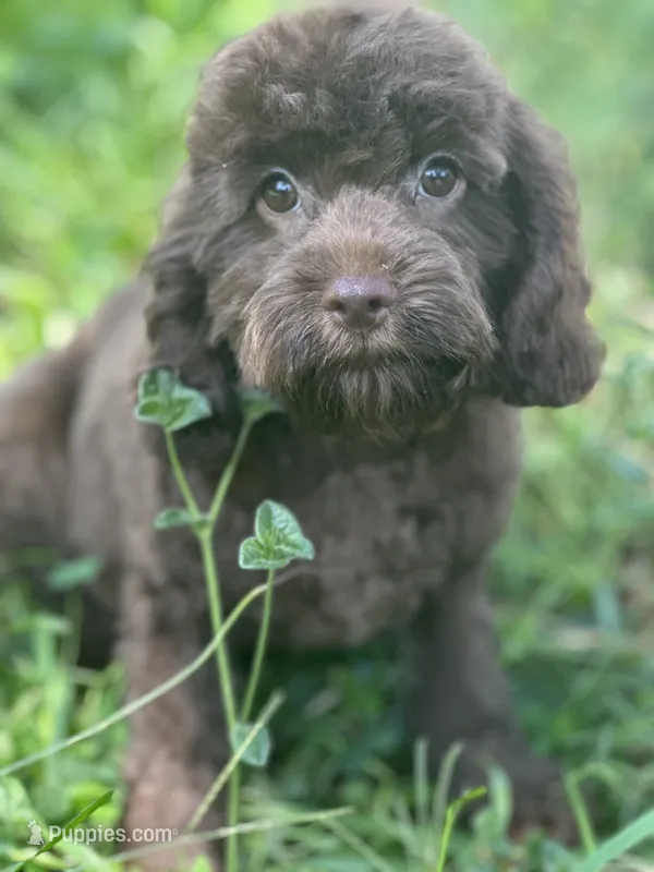 Chip – Cavalier King Charles Spaniel, Poodle - Miniature  puppy for sale in Campobello, SC