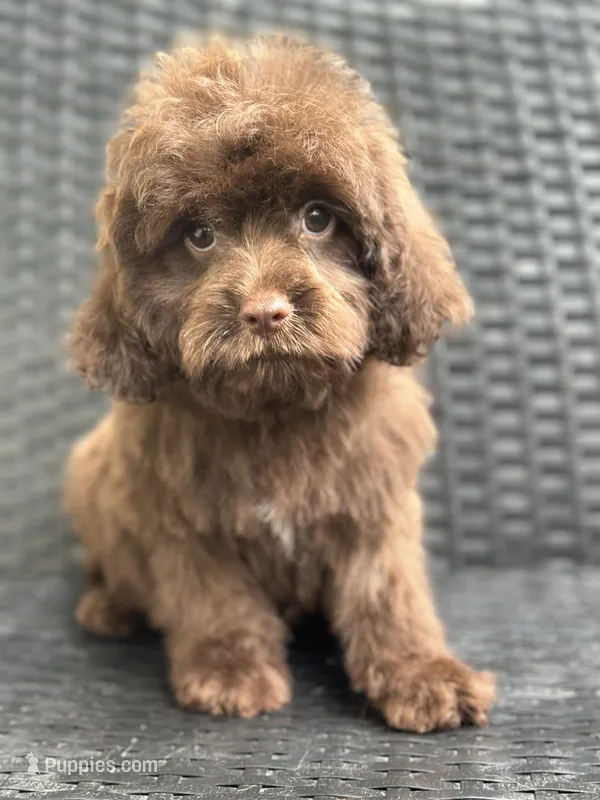 Phil – Cavalier King Charles Spaniel, Poodle - Toy  puppy for sale in Campobello, SC
