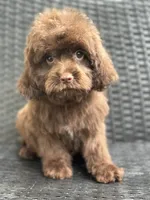 Phil, a male Cavalier King Charles Spaniel and Poodle - Toy  for sale in Campobello, SC – 1 of 4