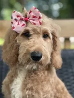 Sallie, a female Goldendoodle for sale in Campobello, SC – 5 of 7