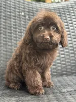 Taylor, a female Cavalier King Charles Spaniel and Poodle - Toy  for sale in Campobello, SC – 3 of 6