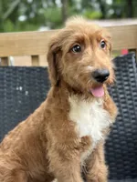 Rex, a male Goldendoodle for sale in Campobello, SC – 3 of 7