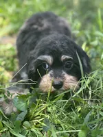 Chewy, a male Cavalier King Charles Spaniel and Poodle - Miniature  for sale in Campobello, SC – 3 of 4