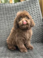 Shawn, a male Cavalier King Charles Spaniel and Poodle - Toy  for sale in Campobello, SC – 2 of 5