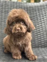 Phil, a male Cavalier King Charles Spaniel and Poodle - Toy  for sale in Campobello, SC – 2 of 4