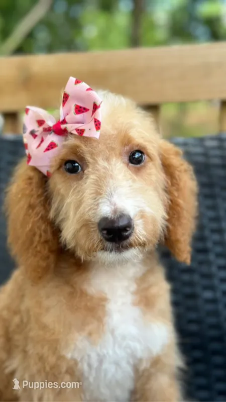 Biscuit  – Bernedoodle puppy for sale in Campobello, SC