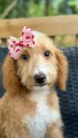 Biscuit , a female Bernedoodle for sale in Campobello, SC – 1 of 2