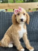 Biscuit , a female Bernedoodle for sale in Campobello, SC – 2 of 2