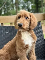 Rex, a male Goldendoodle for sale in Campobello, SC – 6 of 7