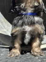 Tippy, a female Cavalier King Charles Spaniel and Shih Tzu for sale in Campobello, SC – 5 of 6
