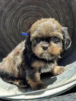 Tippy, a female Cavalier King Charles Spaniel and Shih Tzu for sale in Campobello, SC – 4 of 6