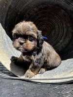Tippy, a female Cavalier King Charles Spaniel and Shih Tzu for sale in Campobello, SC – 6 of 6