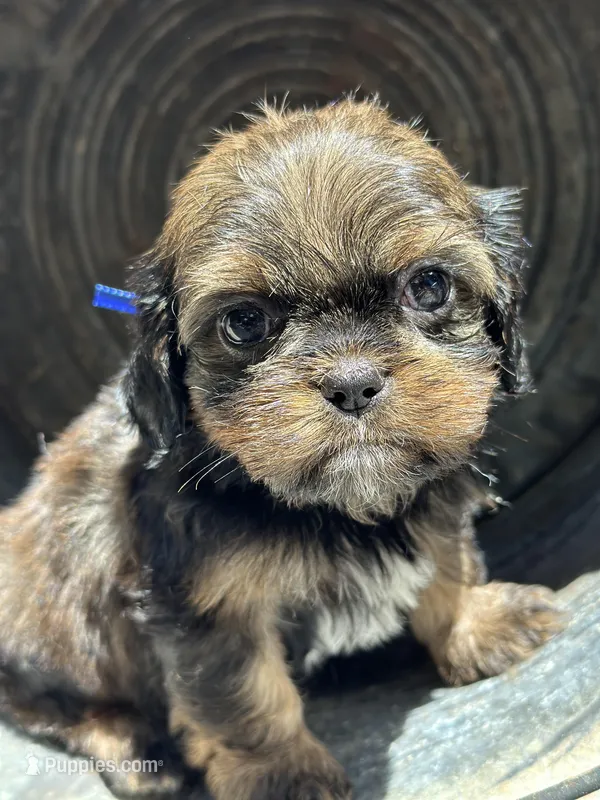 Tippy, a female Cavalier King Charles Spaniel and Shih Tzu for sale in Campobello, SC – 1 of 6