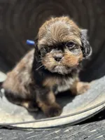 Tippy, a female Cavalier King Charles Spaniel and Shih Tzu for sale in Campobello, SC – 2 of 6