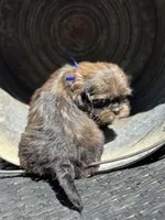 Tippy, a female Cavalier King Charles Spaniel and Shih Tzu for sale in Campobello, SC – 3 of 6