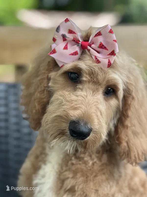 Sallie – Goldendoodle puppy for sale in Campobello, SC